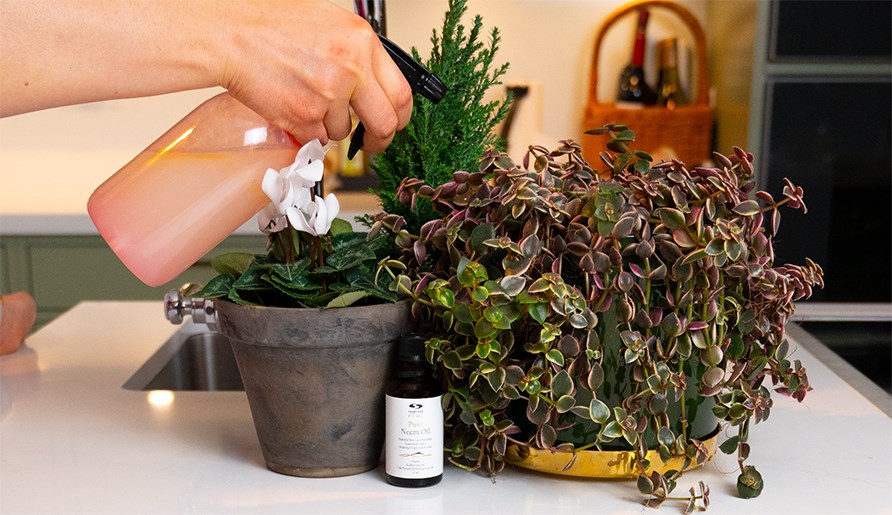 Plant spray with neem oil. Plant spray with neem oil.